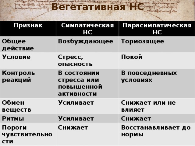 Снижает интенсивность обмена веществ. Симпатическая и парасимпатическая нервная система. Роль симпатической нервной системы в организации реакции на стресс. Парасимпатическая нервная система стресс или покой. Интенсивность обмена вещест соматический и пара симпати.