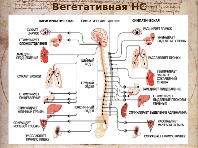 Вегетативная НС 