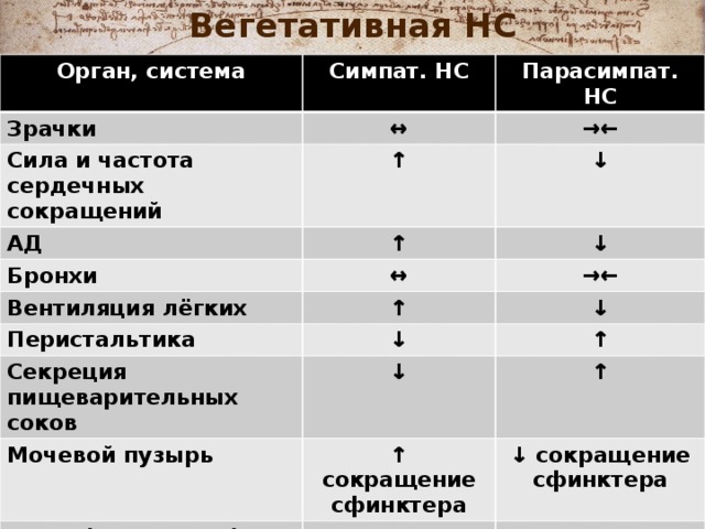 Вегетативная НС Орган, система Симпат. НС Зрачки Парасимпат. НС ↔ Сила и частота сердечных сокращений →← АД ↑ ↓ ↑ Бронхи ↓ ↔ Вентиляция лёгких Перистальтика ↑ →← ↓ ↓ Секреция пищеварительных соков ↑ ↓ Мочевой пузырь ↑ ↑ сокращение сфинктера Кожа (артериолы) ↓ сокращение сфинктера →←  (конечности) Почки (обратное всасывание) ↔ (лицо) ↑ ↓ 