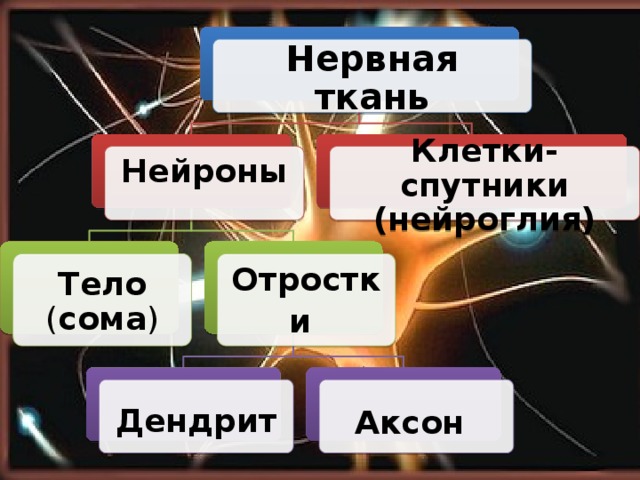 Нервная ткань Нейроны  Клетки-спутники (нейроглия) Тело ( сома ) Отростки  Дендрит  Аксон  