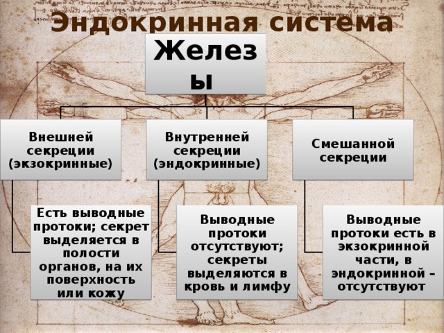 Эндокринная система Железы Внешней секреции (экзокринные) Внутренней секреции (эндокринные) Смешанной секреции Есть выводные протоки; секрет выделяется в полости органов, на их поверхность или кожу Выводные протоки отсутствуют; секреты выделяются в кровь и лимфу Выводные протоки есть в экзокринной части, в эндокринной – отсутствуют 