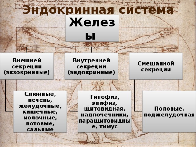 Эндокринная система Железы Внешней секреции (экзокринные) Внутренней секреции (эндокринные) Смешанной секреции Слюнные, печень, желудочные, кишечные, молочные, потовые, сальные Гипофиз, эпифиз, щитовидная, надпочечники, паращитовидные, тимус Половые, поджелудочная 