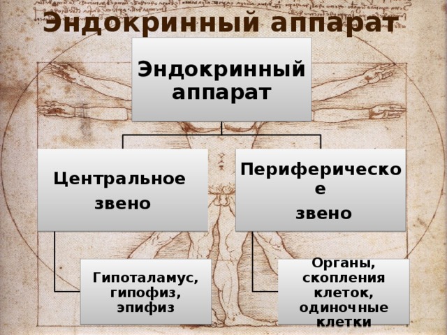 Эндокринный аппарат Эндокринный аппарат Центральное Периферическое звено  звено Гипоталамус, гипофиз, эпифиз Органы, скопления клеток, одиночные клетки 