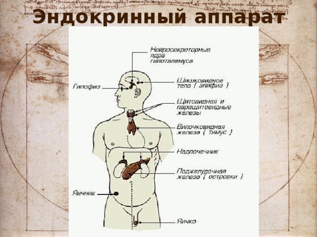 Эндокринный аппарат 