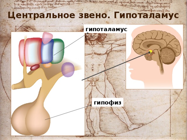 Центральное звено. Гипоталамус гипоталамус гипофиз 