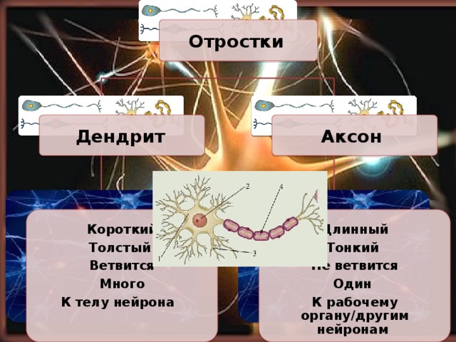 Отростки  Дендрит  Аксон Короткий Длинный Толстый Тонкий Ветвится Не ветвится Один Много К телу нейрона К рабочему органу/другим нейронам  