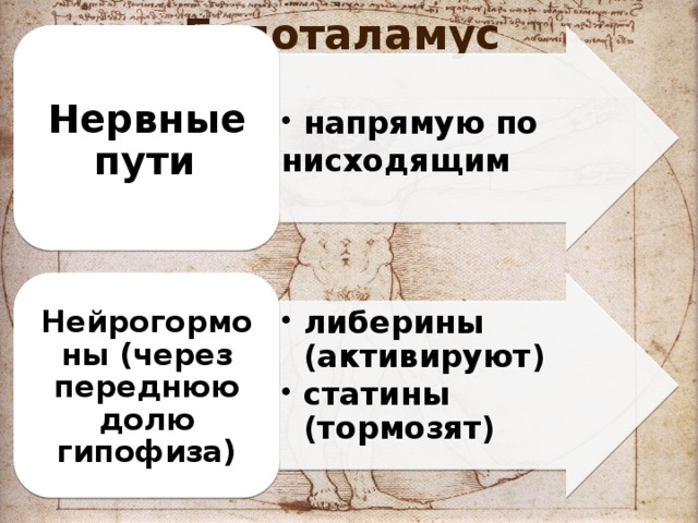 Гипоталамус   Нервные пути   напрямую по нисходящим  напрямую по нисходящим  либерины (активируют) статины (тормозят) либерины (активируют) статины (тормозят) Нейрогормоны (через переднюю долю гипофиза) 