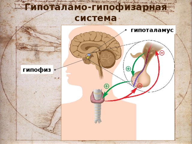 Гипоталамо-гипофизарная система гипоталамус гипофиз 