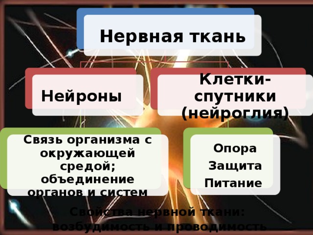 Нервная ткань Нейроны  Клетки-спутники (нейроглия) Связь организма с окружающей средой; объединение органов и систем Опора Защита Питание Свойства нервной ткани: возбудимость и проводимость 6 