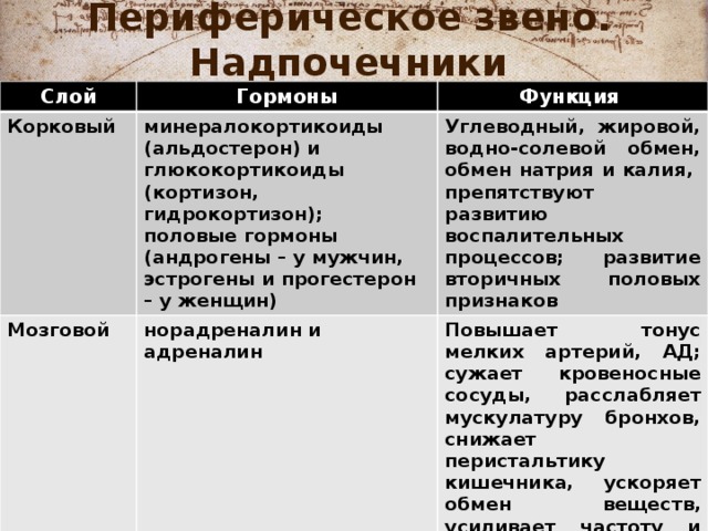 Периферическое звено. Надпочечники Слой Гормоны Корковый Функция минералокортикоиды (альдостерон) и глюкокортикоиды (кортизон, гидрокортизон); Мозговой половые гормоны (андрогены – у мужчин, эстрогены и прогестерон – у женщин) Углеводный, жировой, водно-солевой обмен, обмен натрия и калия, препятствуют развитию воспалительных процессов; развитие вторичных половых признаков норадреналин и адреналин Повышает тонус мелких артерий, АД; сужает кровеносные сосуды, расслабляет мускулатуру бронхов, снижает перистальтику кишечника, ускоряет обмен веществ, усиливает частоту и силу сердечных сокращений 