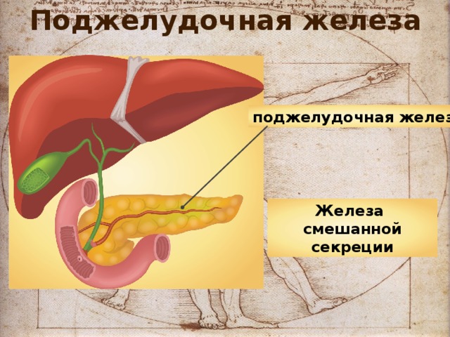 Поджелудочная железа поджелудочная железа Железа смешанной секреции 