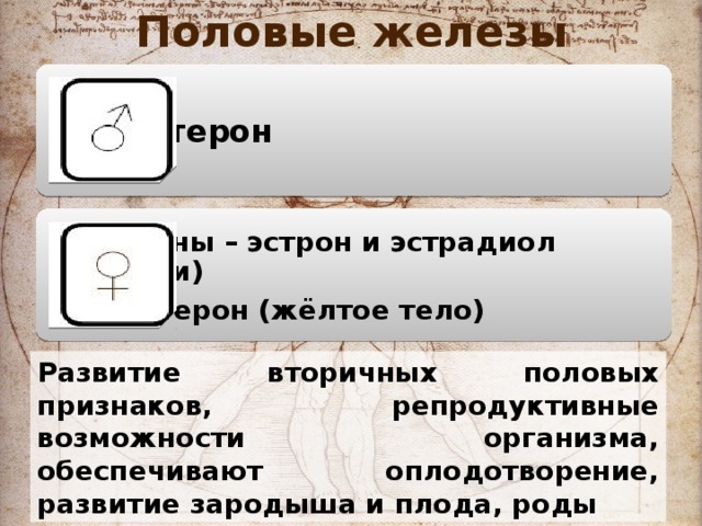 Половые железы Тестостерон Эстрогены – эстрон и эстрадиол (яичники) Прогестерон (жёлтое тело) Развитие вторичных половых признаков, репродуктивные возможности организма, обеспечивают оплодотворение, развитие зародыша и плода, роды 