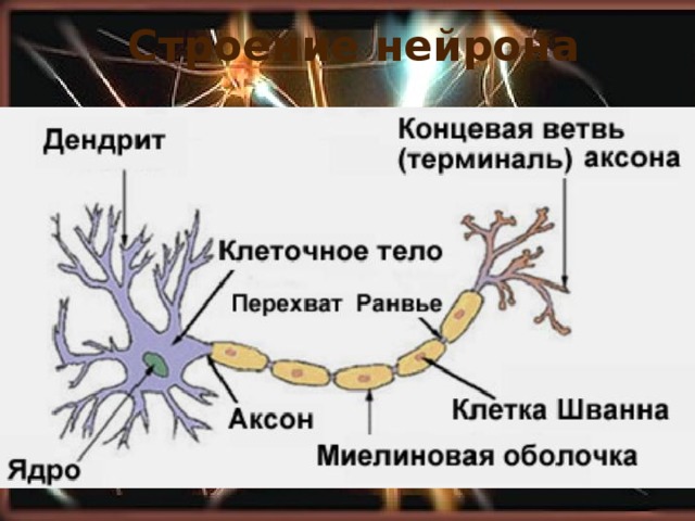 Строение нейрона 