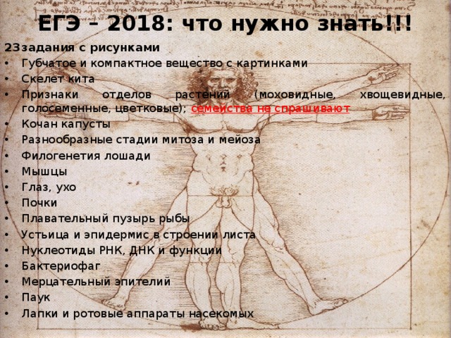 ЕГЭ – 2018: что нужно знать!!! задания с рисунками Губчатое и компактное вещество с картинками Скелет кита Признаки отделов растений (моховидные, хвощевидные, голосеменные, цветковые); семейства не спрашивают Кочан капусты Разнообразные стадии митоза и мейоза Филогенетия лошади Мышцы Глаз, ухо Почки Плавательный пузырь рыбы Устьица и эпидермис в строении листа Нуклеотиды РНК, ДНК и функции Бактериофаг Мерцательный эпителий Паук Лапки и ротовые аппараты насекомых  