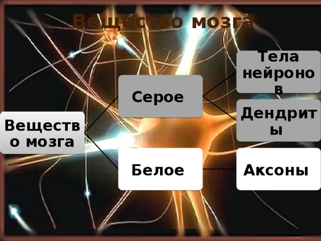 Вещество мозга Тела нейронов Серое Дендриты Вещество мозга Белое Аксоны 