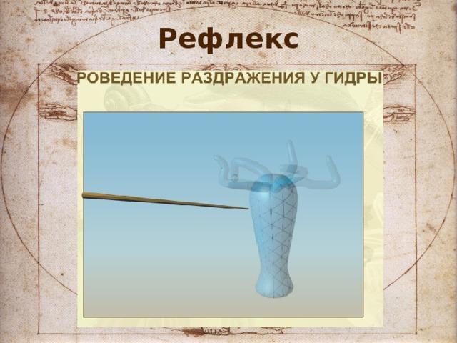 Рефлекс 