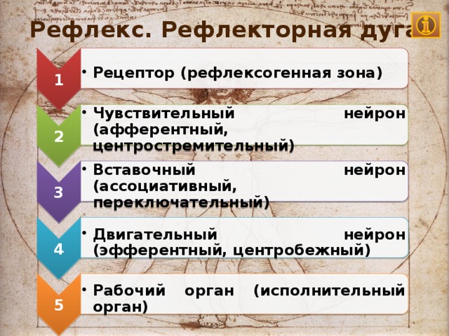 Рефлекс. Рефлекторная дуга  1 Рецептор (рефлексогенная зона) Рецептор (рефлексогенная зона) 2 Чувствительный нейрон (афферентный, центростремительный) Чувствительный нейрон (афферентный, центростремительный) 3 Вставочный нейрон (ассоциативный, переключательный) Вставочный нейрон (ассоциативный, переключательный) 4 Двигательный нейрон (эфферентный, центробежный) Двигательный нейрон (эфферентный, центробежный) 5 Рабочий орган (исполнительный орган) Рабочий орган (исполнительный орган) рецептор  