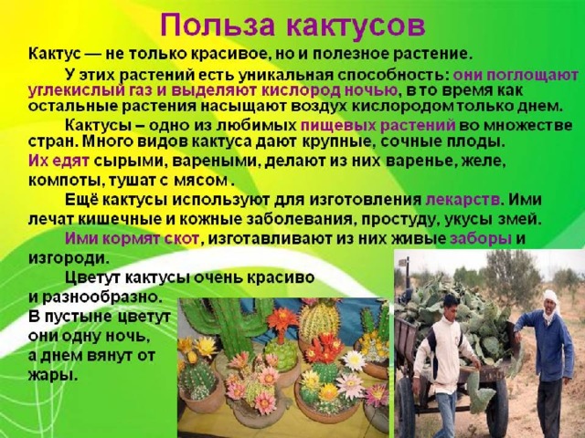Кактус проект 3 класс