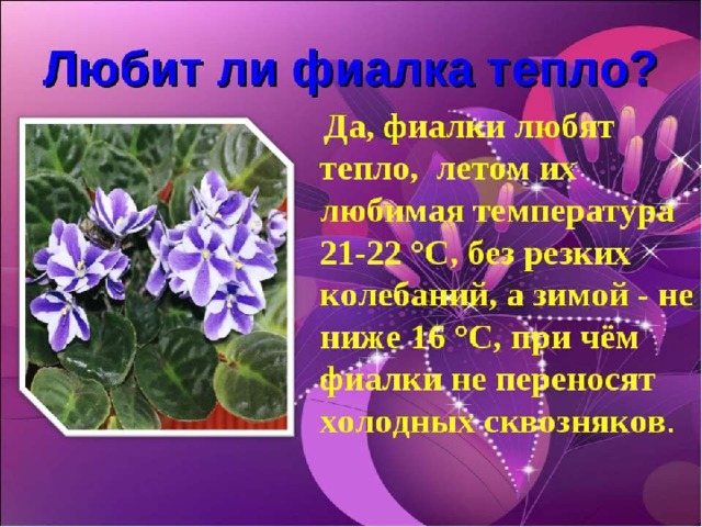 Презентация на тему фиалки