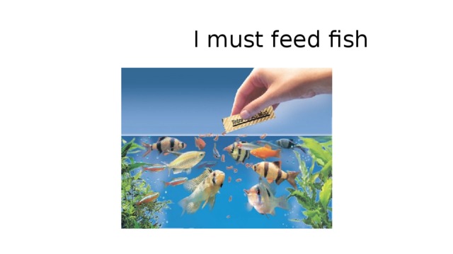  I must feed fish 
