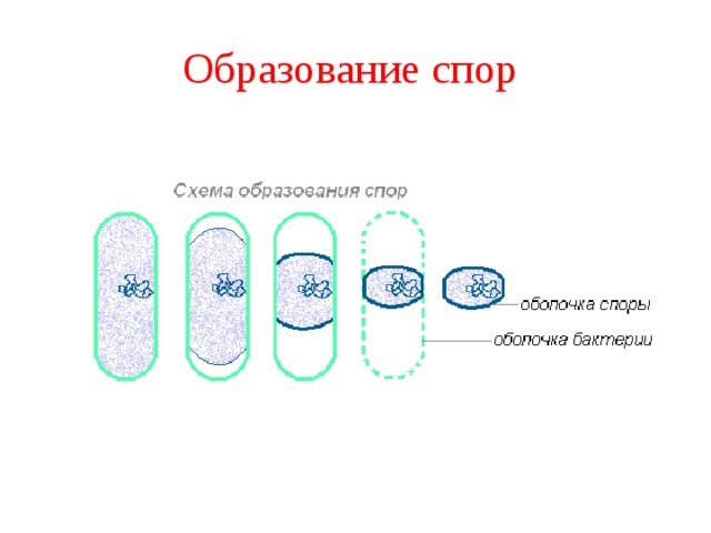 С помощью спор бактерии