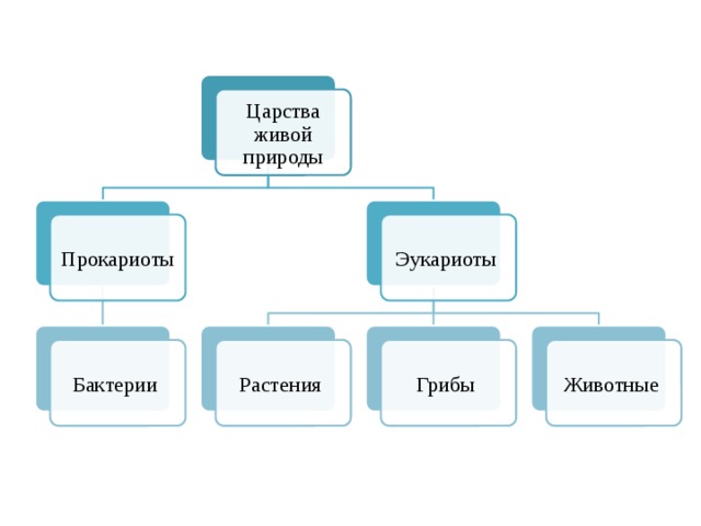 Классификация растений эукариоты