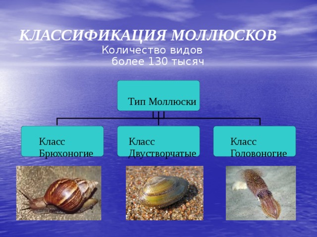 КЛАССИФИКАЦИЯ МОЛЛЮСКОВ Количество видов более 130 тысяч 