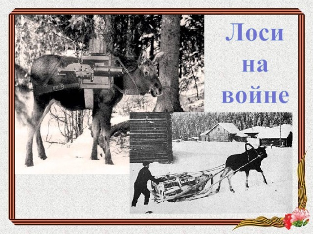 Фото лоси на войне 1941 1945