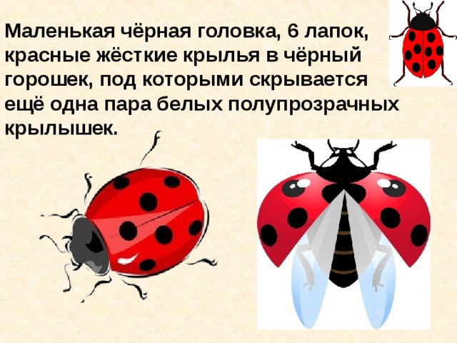 Маленькая чёрная головка, 6 лапок, красные жёсткие крылья в чёрный горошек, под которыми скрывается ещё одна пара белых полупрозрачных крылышек. 