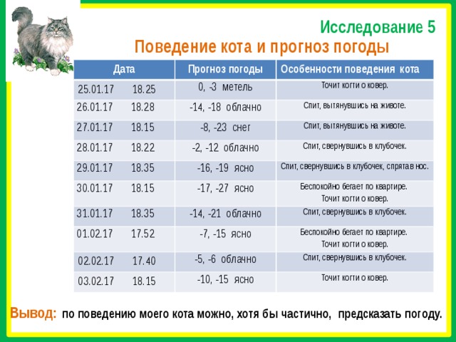 Как определить погоду по коту картинка