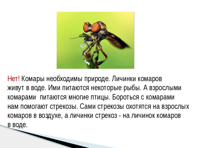 Нет! Комары необходимы природе. Личинки комаров живут в воде. Ими питаются некоторые рыбы. А взрослыми комарами питаются многие птицы. Бороться с комарами нам помогают стрекозы. Сами стрекозы охотятся на взрослых комаров в воздухе, а личинки стрекоз - на личинок комаров в воде. 