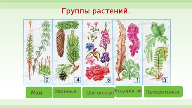 Группы растений 3 класс окружающий. Группы растений. Водоросли мхи папоротники хвойные цветковые. Водоросли мхи папоротники хвойные цветковые растения. Группа растений цветковые.