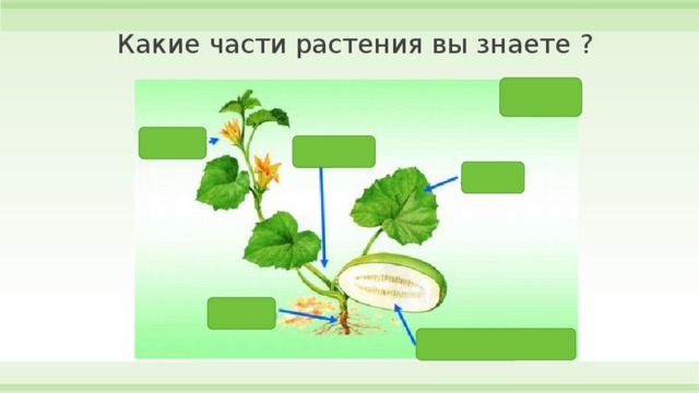 Технологическая карта разнообразие растений