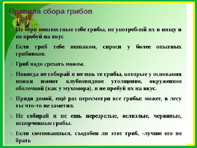 Собранного правило. Правила сбора грибов. Памятка по правилам сбора грибов. Правила по сбору грибов. Правила сбора грибов 3 класс.