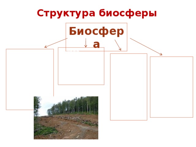 Структура биосферы Биосфера Живое вещество – совокупность всех живых организмов на Земле Косное вещество Оно сформировалось без участия живых организмов: вода, гранит, базальт и т.д. Биогенное вещество – создано в процессе жизнедеятельности организмов: Кислород, каменный уголь, известняк Биокосное вещество- Совместный результат деятельтности организмов и небиологических процессов: почва 