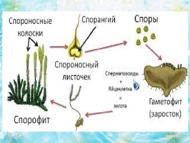 Чем представлен гаметофит и спорофит у водорослей. Спорангий плауна. Спорофит плауна. Спороносный листочек плауна. Спорофит спорангий.