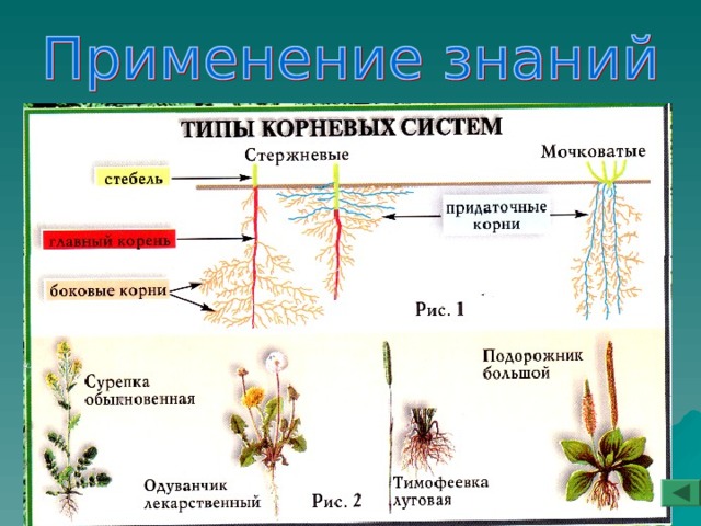Типы корневых систем 6 класс. Типы корневых систем биология.