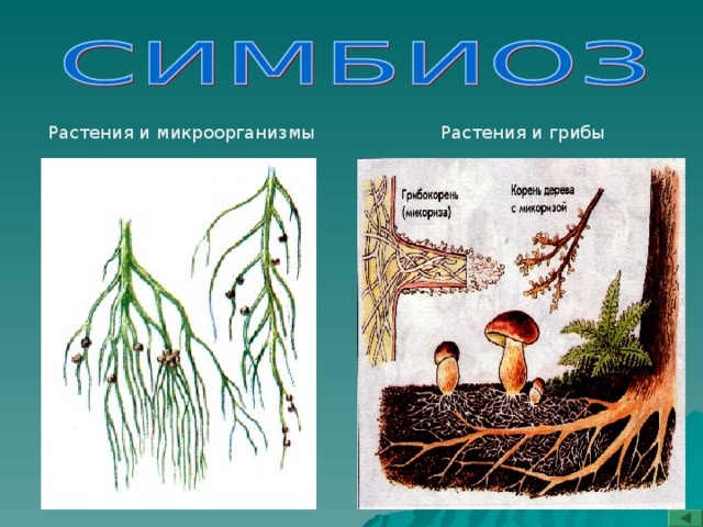 Животные растения микроорганизмы вирусы генетическая программа которых изменена с использованием