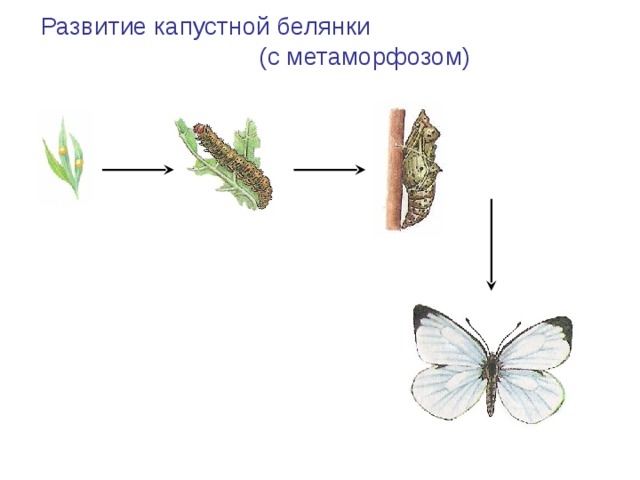 Развитие капустной белянки (с метаморфозом) Куколка Яйцо Гусеница (личинка) Взрослое насекомое (имаго) 