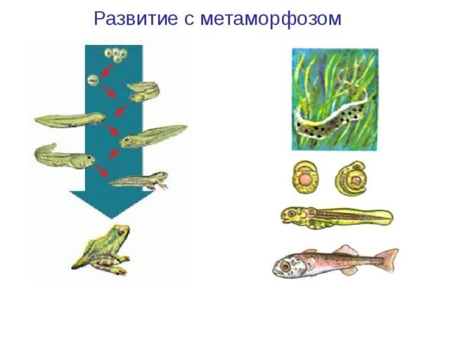 Развитие с метаморфозом Развитие лягушки Развитие рыбы 