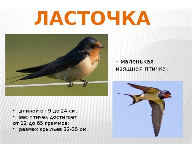 ЛАСТОЧКА – маленькая изящная птичка:  длиной от 9 до 24 см;   вес птичек достигает от 12 до 65 граммов;   размах крыльев 32-35 см.  