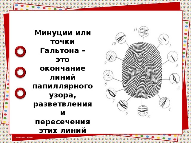 Минуции или точки Гальтона – это окончание линий папиллярного узора, разветвления и пересечения этих линий