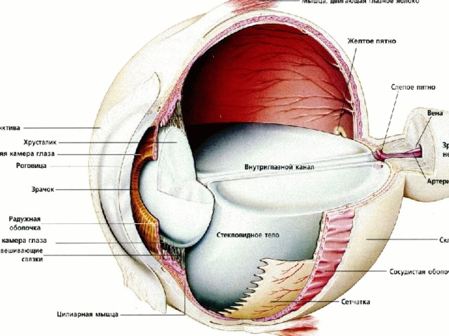Устройство глаза