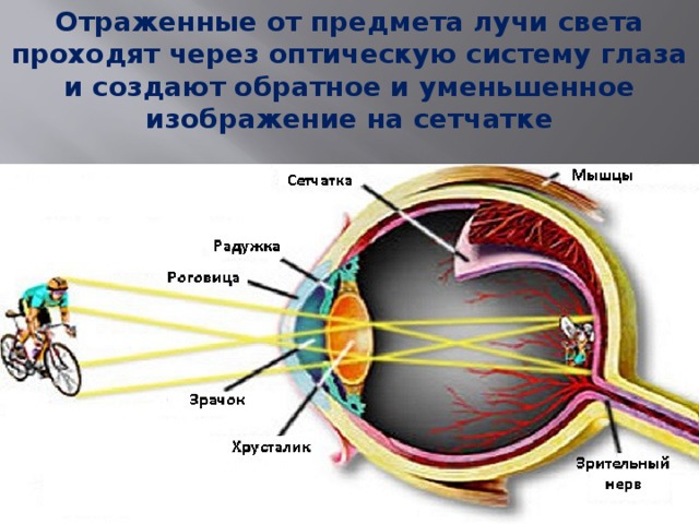 Отраженные от предмета лучи света проходят через оптическую систему глаза и создают обратное и уменьшенное изображение на сетчатке