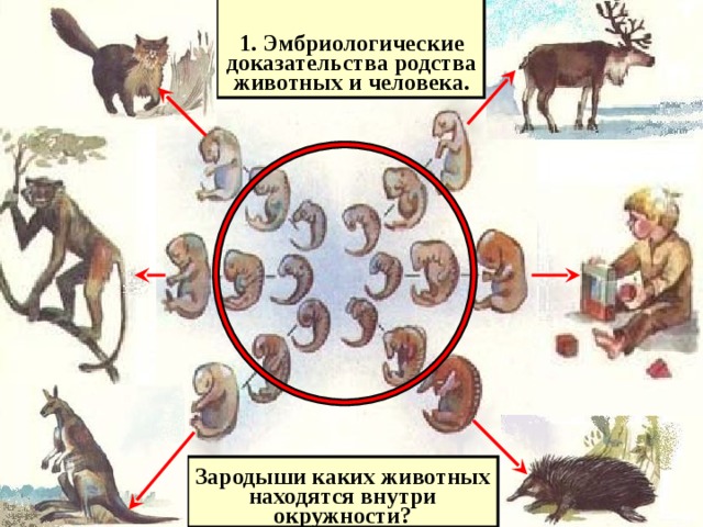 1. Эмбриологические доказательства родства животных и человека. Зародыши каких животных находятся внутри окружности?