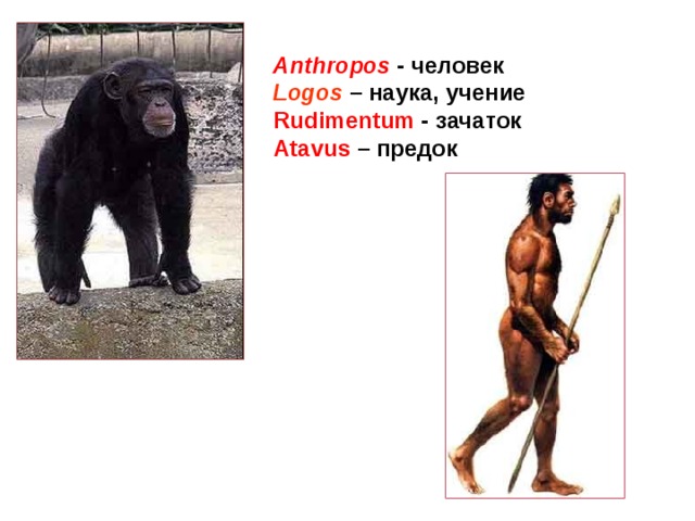 Anthropos -  человек Logos – наука, учение Rudimentum - зачаток Atavus – предок