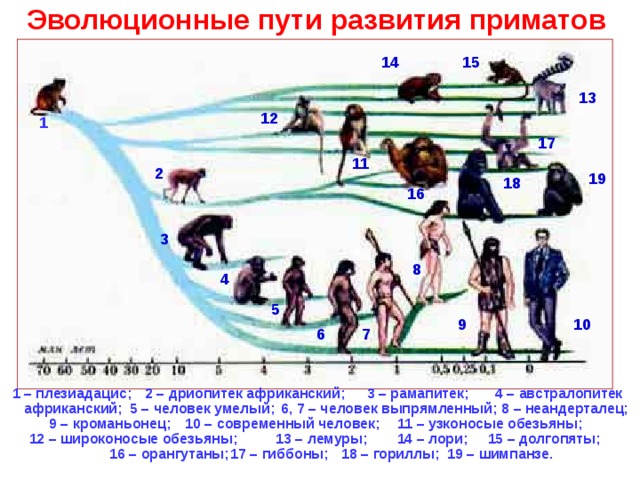 Эволюционные пути развития приматов 15 14 13 12 1 17 11 2 19 18 16 3 8 4 5 10 9 7 6 1 – плезиадацис; 2 – дриопитек африканский; 3 – рамапитек; 4 – австралопитек  8 – неандерталец; 5 – человек умелый; 6, 7 – человек выпрямленный; африканский; 9 – кроманьонец; 11 – узконосые обезьяны; 10 – современный человек; 12 – широконосые обезьяны; 13 – лемуры; 14 – лори; 15 – долгопяты; 16 – орангутаны; 17 – гиббоны; 18 – гориллы; 19 – шимпанзе.