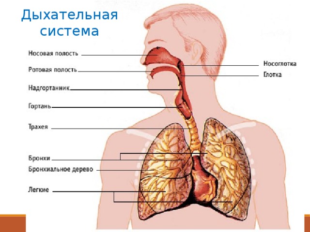 Дыхательная система 