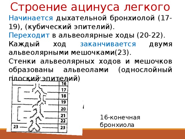 Строение ацинуса легкого Начинается дыхательной бронхиолой (17-19), (кубический эпителий). Переходит в альвеолярные ходы (20-22). Каждый ход заканчивается двумя альвеолярными мешочками(23). Стенки альвеолярных ходов и мешочков образованы альвеолами (однослойный плоский эпителий) 16-конечная бронхиола 