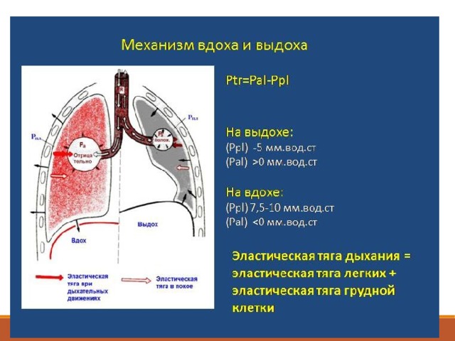 При вдохе легкие